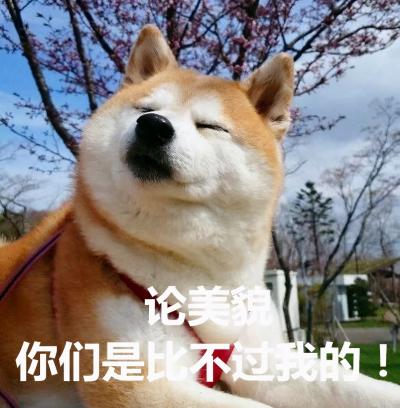 狗界顏值扛把子,你家狗狗上榜了嗎?