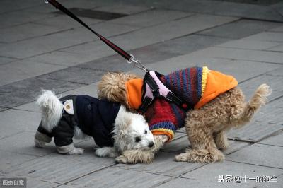 辟謠:犬瘟和細小是一回事?不,它和細小是兩碼事,癥狀也不一樣