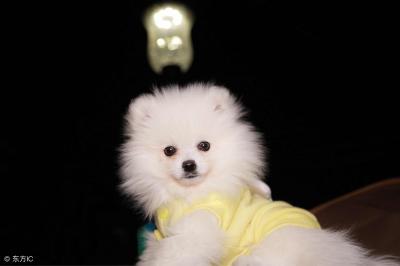 博美幼犬一天喂幾次,每次喂多少合適
