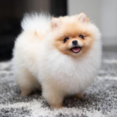 博美犬優缺點有什么？這種可愛的網紅狗狗容易養嗎？適合女生嗎？