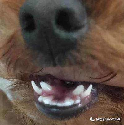 泰迪雙排牙怎么辦