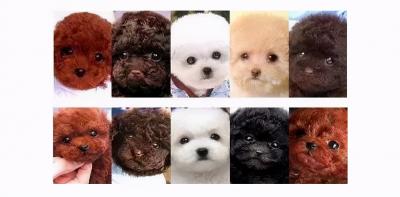 泰迪犬顏色這么多,最多人養的5種,你家上榜了嗎?