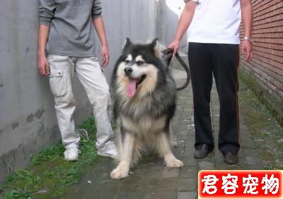 訓狗新手必看!阿拉斯加犬怎么訓練讓它聽話服從?