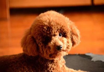 泰迪犬毛發不好，可以吃什么食物改善？