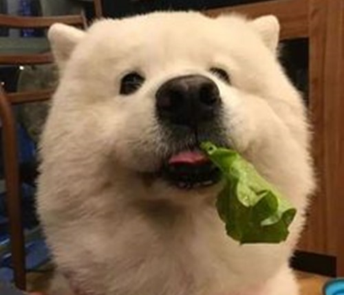 狗狗吃啥蔬菜潤腸