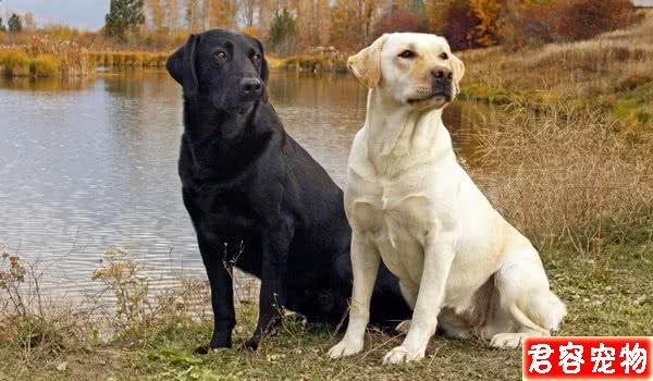 性格最好的五種中大型犬，有你心中所想嗎？
