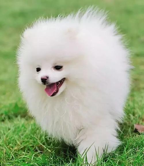 純種“博美犬”都有的7大標志,我養的是串串,你家的呢?