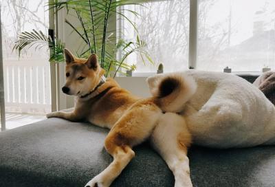 如何幫狗狗清理肛門腺?簡單4步,實用有效