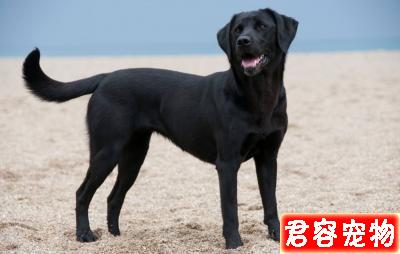 只需要6步教你辨別拉布拉多品質，看看你家拉布拉多純不純