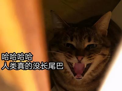 哈哈我笑到隔壁院子的哈士奇要和我拜把子