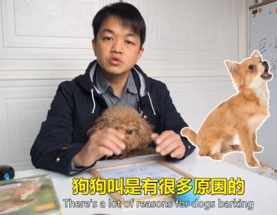 狗吠叫的原因至少有4種之多,搞對原因才能對癥下藥