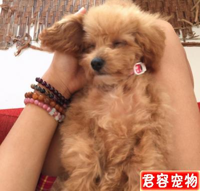 泰迪睡覺有這6個怪癖,恭喜你,它一定很愛你
