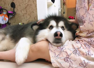 養狗,為什么勸你養大狗?原來好處那么多