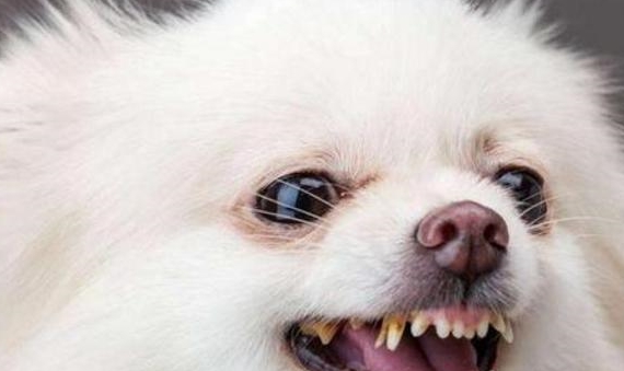 “戰斗能力”最強的幾類小型犬，非常容易咬人，有小孩子的不建議養！
