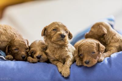 有這些特征的“泰迪犬”,血統一定很純