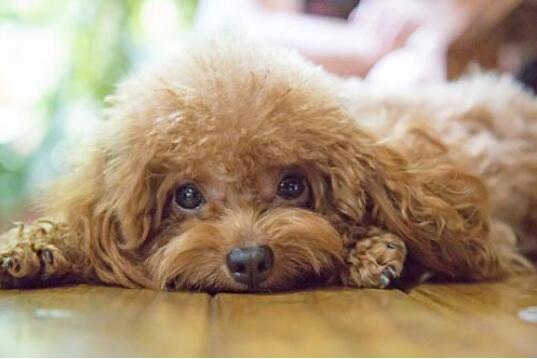 泰迪犬入門訓練計劃，不知道怎么訓練的，可以看過來！