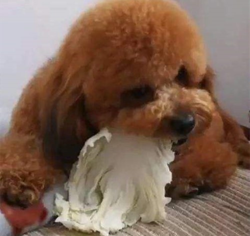 老年人泰迪便秘嚴重該怎么辦