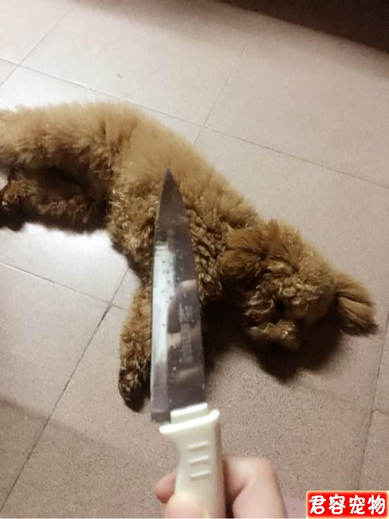 養了只泰迪，短短兩個月的時間，我簡直要懷疑人生了！