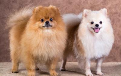 純種“博美犬”都有的7大標志,我養的是串串,你家的呢?