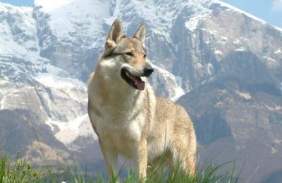 狼和狗第一代雜交的后代:捷克狼犬太霸氣
