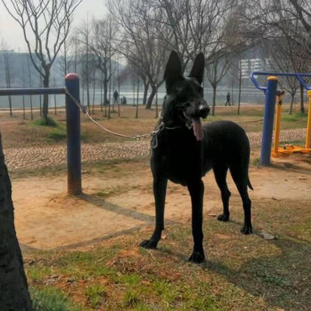 如何推算和判斷母犬的分娩日期？如何幫助母犬生產？
