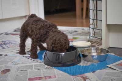有這些特征的“泰迪犬”,血統一定很純