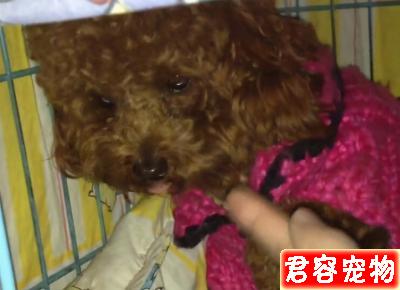 為什么泰迪犬會長白毛？6大原因分析
