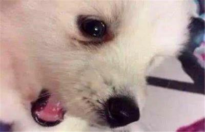 抖音上阿拉斯加被打哭,流淚不僅因為委屈,還有這四點原因!