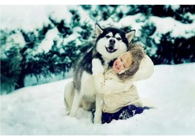 俄羅斯西伯利亞雪橇犬,哈士奇,喂養建議