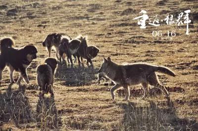 《重返狼群》：哈士奇終于用血統證明了自己，是狼王也能賣萌！