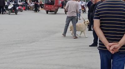 廣西大哥拍著拉布拉多的頭,讓它跟買家走,狗狗不舍也要遵守命令