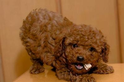 泰迪犬怎么訓練大小便?