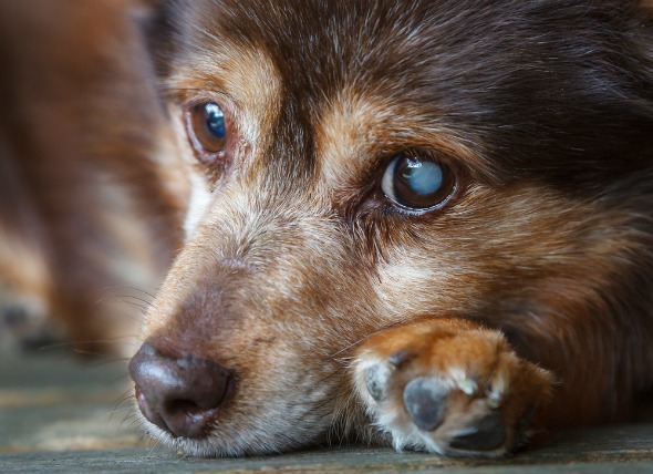 狗狗白內障4大征兆,高發犬種要注意,因為眼藥水不能預防治療