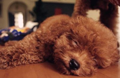 泰迪犬出現這6個特征,說明它很痛苦,趕緊“救救”它吧
