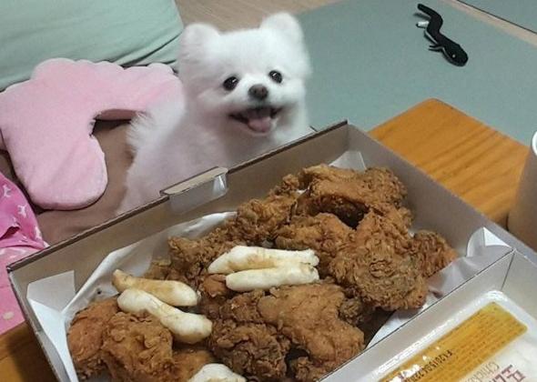 那樣養寵物，只會讓狗狗身體更差，你很有可能還不知道