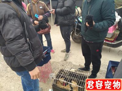 男子整窩購買黑色泰迪喊價300元一只,老人卻最低500元!