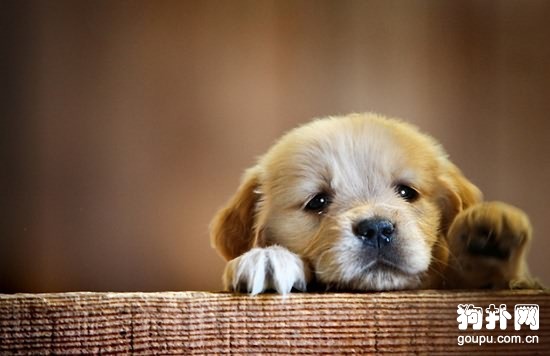 如何訓練幼犬？