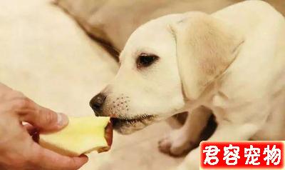 狗狗能吃的“人類食物”到底有哪些?不知道的,看過來