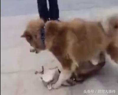兩只哈士奇吵的不可開交，惹得阿拉斯加雪橇犬心煩直接制裁