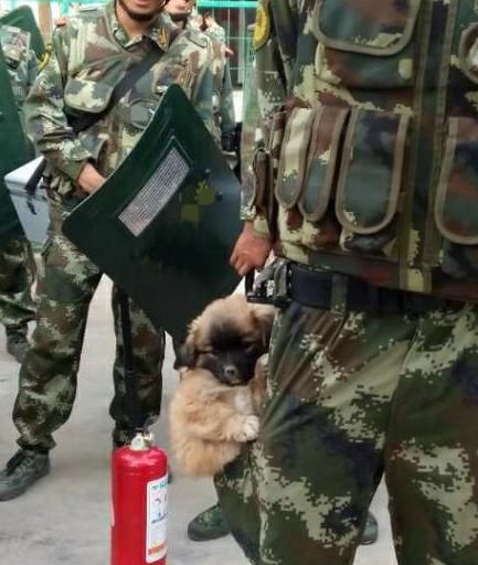 小奶狗第一次執勤，擔心到抱警官大腿，網民：終止釋放風采