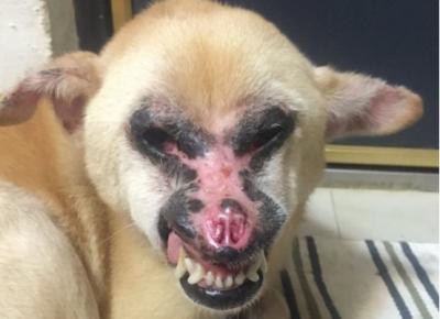狗狗常見的五種腫瘤，它們分別有什么特征，該如何治療