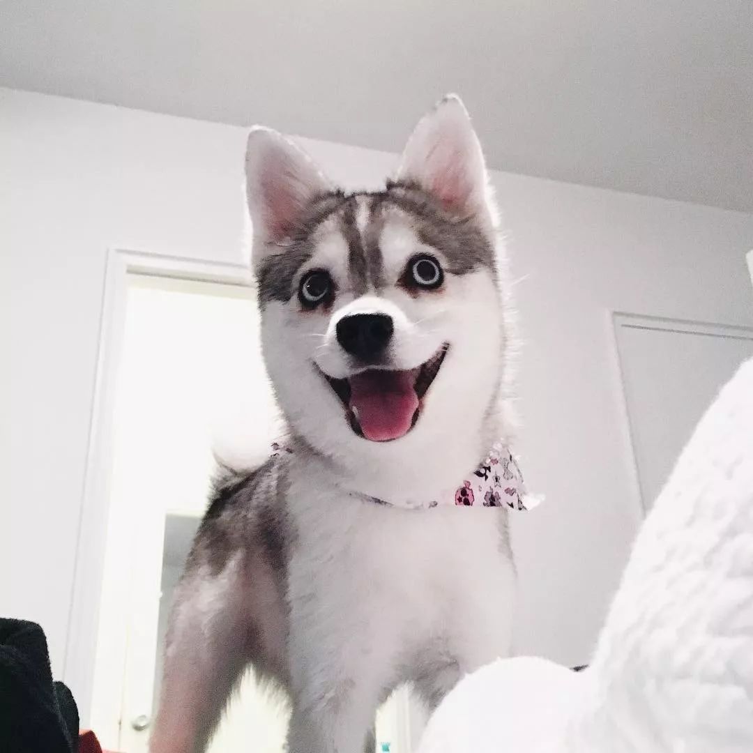 阿拉斯加克利凱犬：迷你版哈士奇，但論顏值這狗狗卻能比得過二哈