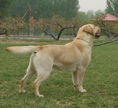 拉布拉多犬多少錢