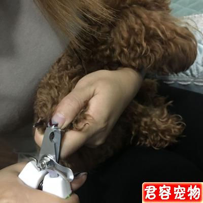 狗狗不樂意剪指甲？教你如何輕松給狗剪指甲（泰迪）