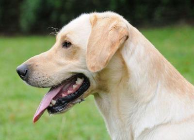 想養中大型犬,不妨考慮下拉布拉多,不會讓你失望的