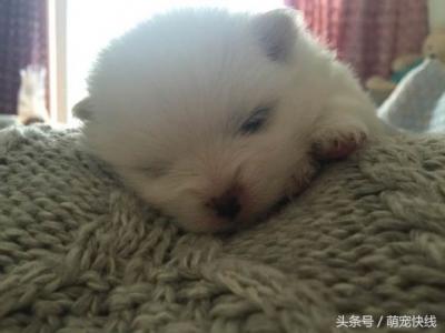 小博美第一次當媽就遭遇難產，剖腹產后身下多了一堆雪白的糯米糍