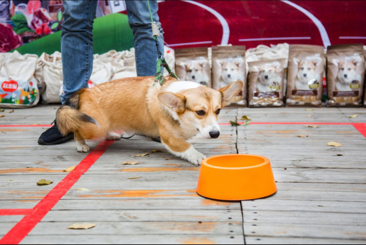 幼犬應該吃什么,你知道嗎?