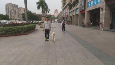 10個月拉布拉多一身壞毛病，訓犬師把它變成乖乖狗
