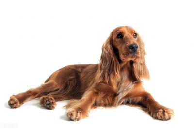 怎么喂養可卡犬?小獵犬可比卡犬好養嗎?