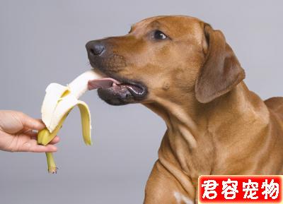 狗狗能吃的“人類食物”到底有哪些?不知道的,看過來